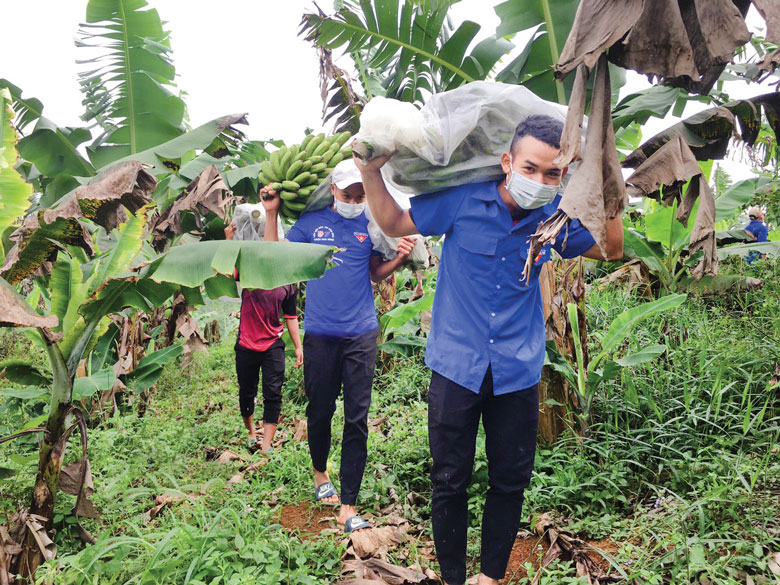 Thanh niên Đam Rông cùng bà con thu hoạch nông sản hỗ trợ vùng dịch trong thời điểm dịch bệnh COVID-19 diễn biến căng thẳng