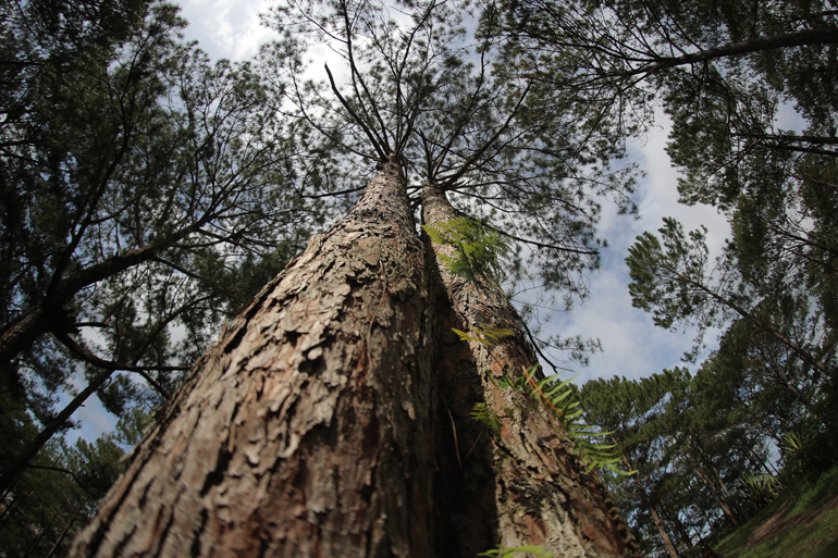 Khu lăng mộ được bao bọc bởi rừng thông, trong đó có nhiều cây thông trên 50 năm tuổi