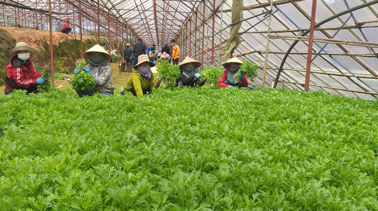 Phụ nữ tham gia thu hoạch rau hỗ trợ nhân dân thành phố Hồ Chí Minh chống dịch Covid-19
