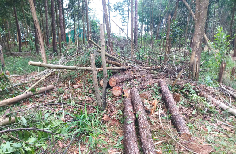 Số cây thông bị đốn hạ tại Tiểu khu 438A rừng cộng đồng xã Lộc Phú vừa bị đốn hạ