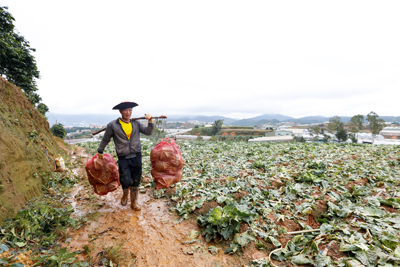 Người dân Đà Lạt thu hoạch nông sản trong điều kiện thời tiết mưa rải rác sáng nay