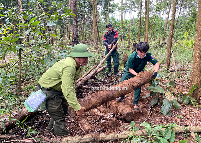Bảo Lâm: Phát hiện thêm nhiều điểm chôn lấp thông tại rừng cộng đồng