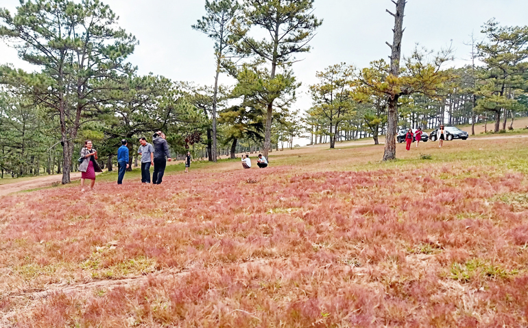 Đồi cỏ hồng thuộc Tiểu khu 112A, huyện Lạc Dương là điểm đến thu hút đông đảo du khách vào dịp cuối năm