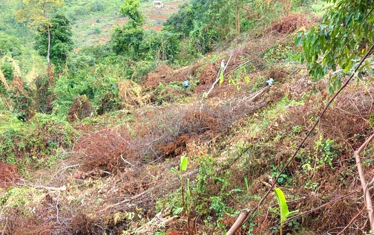 Diện tích rừng sản xuất tại Tiểu khu 538 (xã Quốc Oai, huyện Đạ Tẻh) bị ông Quảng phá để chiếm đất