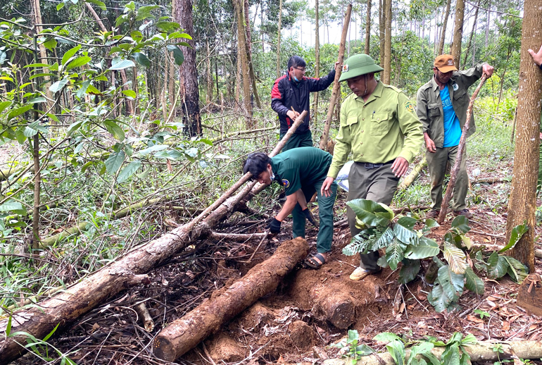 Cơ quan chức năng huyện Bảo Lâm tiến hành khám nghiệm hiện trường vụ phá rừng cộng đồng tại Tiểu khu 438A (xã Lộc Phú)