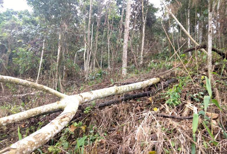 Hiện trường vụ phá rừng đặc dụng đầu nguồn tại Tiểu khu 477 (Thôn 5, xã Đại Lào, TP Bảo Lộc)