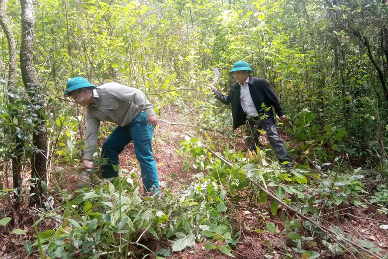 Quản lý, bảo vệ rừng tại Khu Du lịch quốc gia hồ Tuyền Lâm
