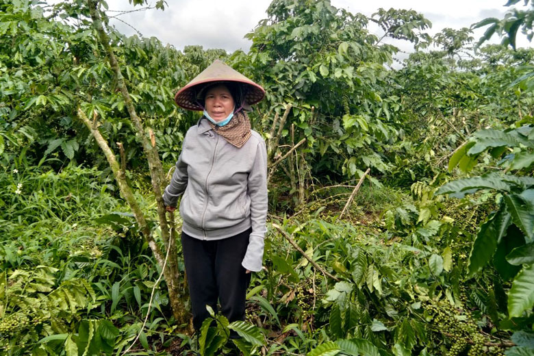 Bảo Lâm: Hàng chục cây cà phê sắp thu hoạch bị chặt