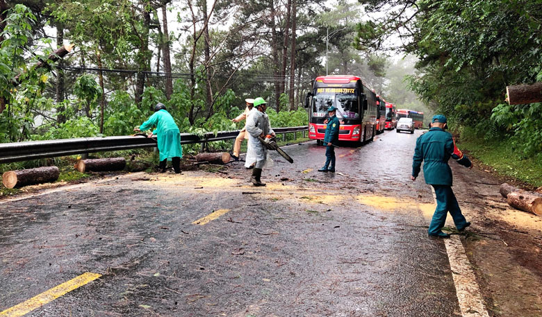 Đà Lạt: Đề phòng cây xanh ngã đổ trong cao điểm mùa mưa, bão