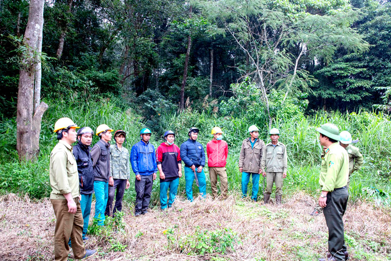 Tín hiệu vui trong quản lý, bảo vệ và phát triển rừng ở Di Linh