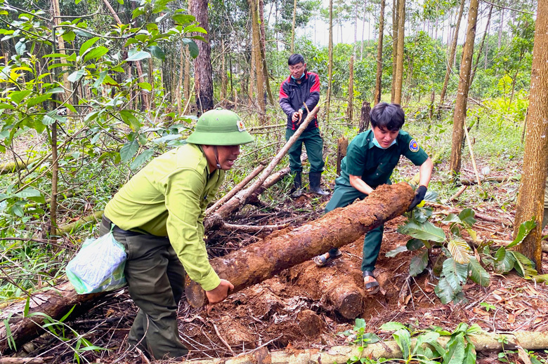Cơ quan chức năng huyện Bảo Lâm khám nghiệm hiện trường các vụ phá rừng tại rừng cộng đồng xã Lộc Phú
