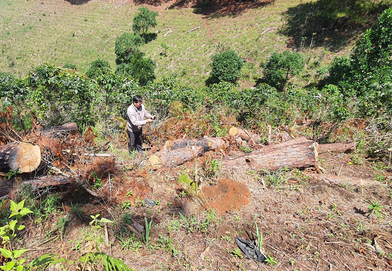 Mạnh tay xử lý các vụ phá rừng, bao chiếm đất rừng phòng hộ Tà Nung