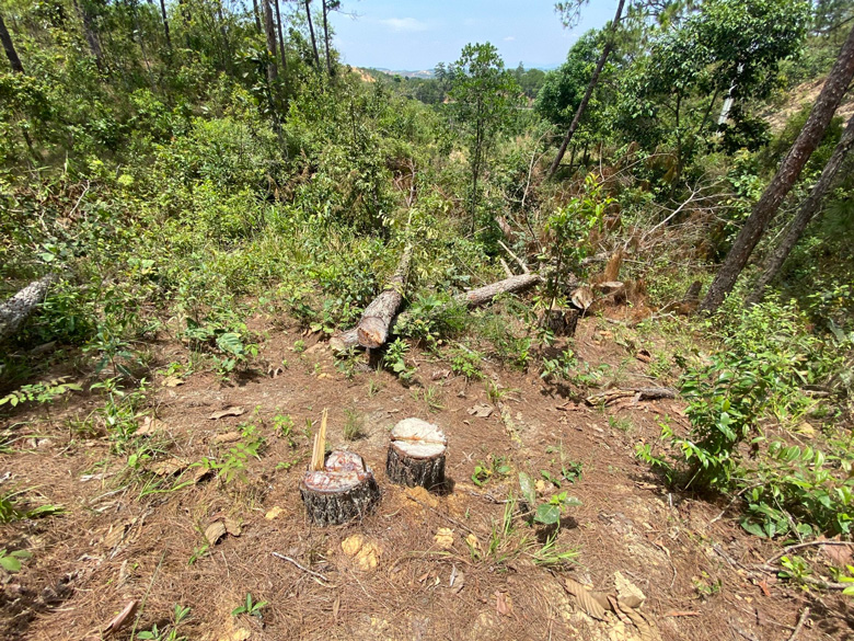 Thông rừng bị cưa hạ (địa giới hành chính xã Ninh Loan, huyện Đức Trọng) thuộc diện tích đất rừng do Công ty CP đầu tư du lịch Sài Gòn - Đại Ninh thuê, quản lý