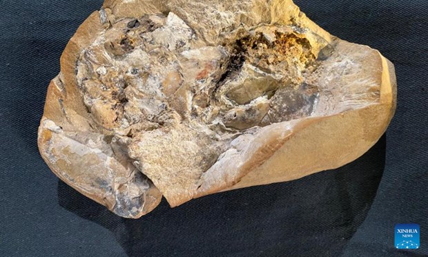 Hóa thạch tim cá nằm trong một khối đá vôi