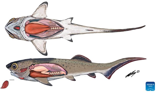 Mô phỏng hình ảnh loài cá arthrodire cổ đại