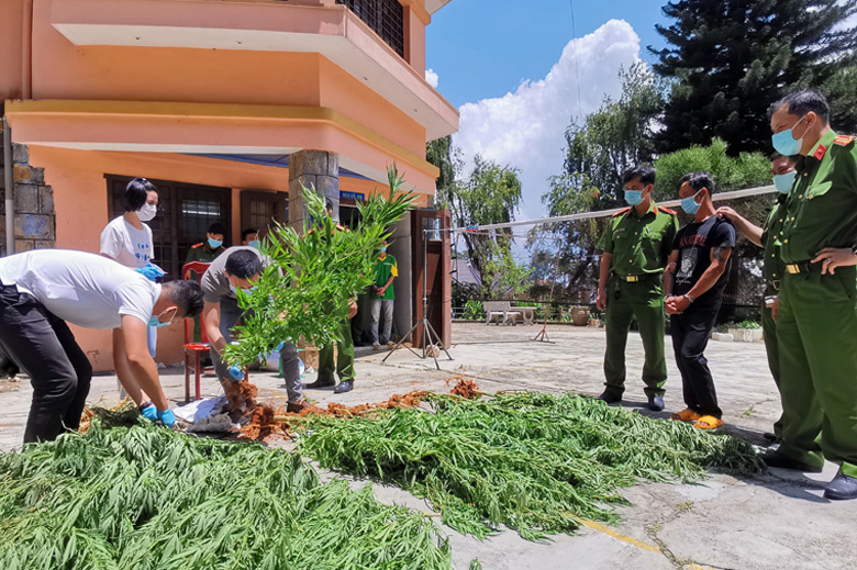 Lực lượng công an thu giữ cây cần sa trồng trái phép để bán kiếm tiền trong rẫy cà phê ở Nam Ban, Lâm Hà.