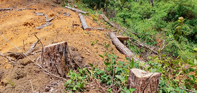 Cương quyết xử lý các vụ vi phạm về rừng Đạ Chais