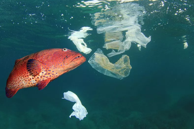 Báo động tình trạng cá thương mại ăn phải vi nhựa