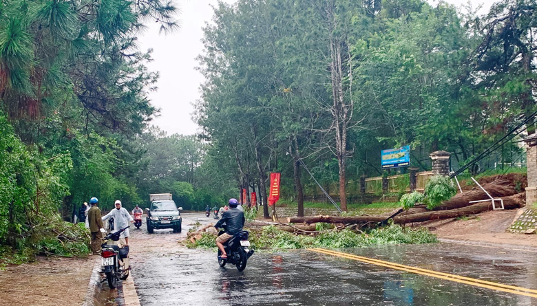 Đà Lạt thu dọn cây đổ trên đường phố trong mùa mưa bão