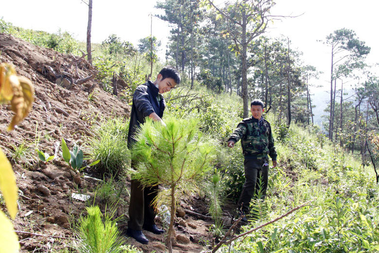 Quản lý, bảo vệ rừng ở dự án bị thu hồi