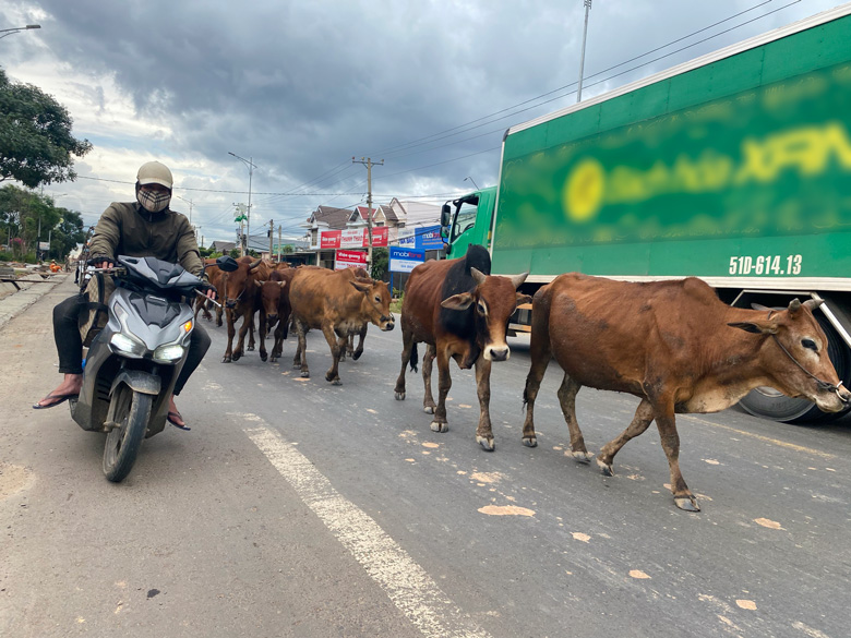 Nhiều đàn trâu, bò di chuyển giữa lòng Quốc lộ 20 tiềm ẩn xảy ra tai nạn, gây nguy hiểm đối với người tham gia giao thông