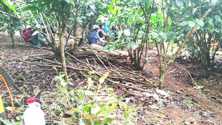 Bảo Lộc: Phát hiện thi thể nam giới đang phân hủy trong vườn cà phê