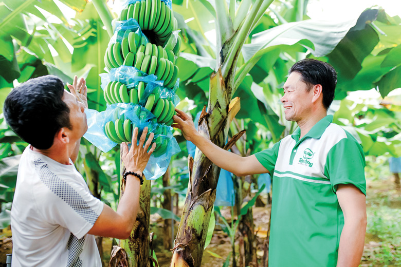 Sản phẩm chuối Laba đạt chuẩn OCOP hàng 4 sao tỉnh Lâm Đồng của HTX Laba Banana xã Đạ K’nàng