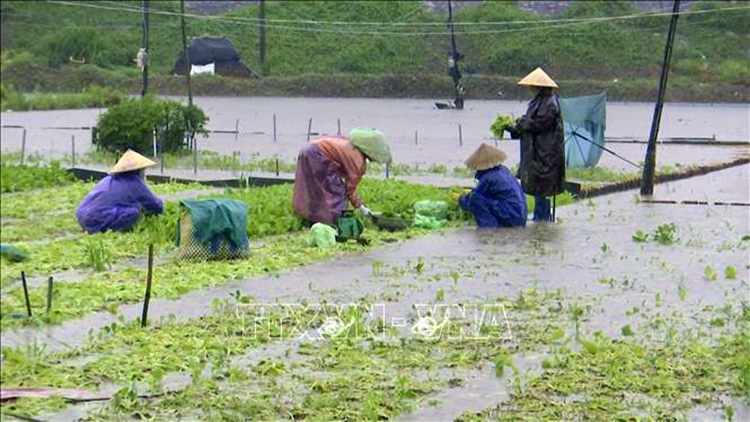 Thời tiết ngày 12/10: Bắc Bộ nắng ấm, Đà Nẵng đến Bình Thuận tiếp tục có mưa