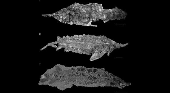 Hình ảnh hóa thạch của cá tầm acipenser praeparatorum, còn được gọi là loài cá đến từ lạch nước địa ngục