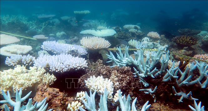 Các rạn san hô đang chết dần với tốc độ đáng báo động do tình trạng biến đổi khí hậu. Ảnh minh họa