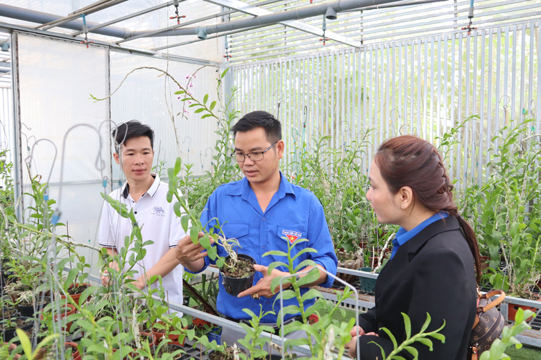 Hoạt động tại Tổ Liên kết trồng hoa lan trong nhà kính xã Tân Thành, Đức Trọng