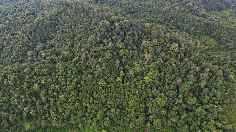Lâm Đồng đang khẩn trương rà soát, điều chỉnh quy hoạch 3 loại rừng trên địa bàn 
