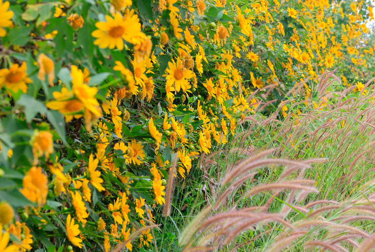 Vẻ đẹp của hoa quỳ vàng ở khu vực núi Đôi – R’Chai, Đức Trọng nhìn từ Quốc lộ 20