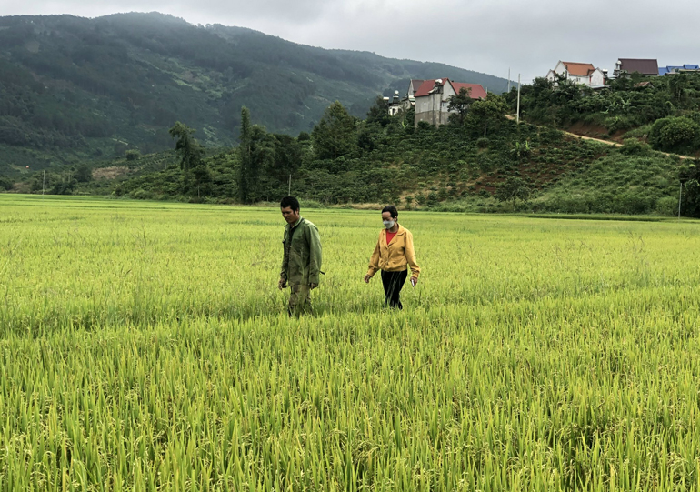 Trồng lúa bảo đảm an ninh lương thực tại xã Gung Ré, huyện Di Linh