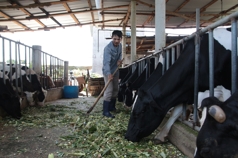 Chăn nuôi bò sữa đem lại thu nhập ổn định cho người dân Đơn Dương