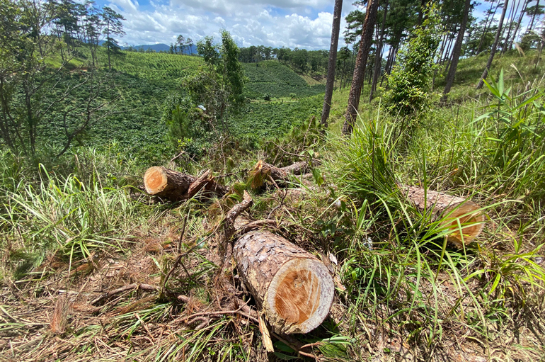 Phát hiện 6 vụ phá rừng, thiệt hại trên 23 mét khối gỗ
