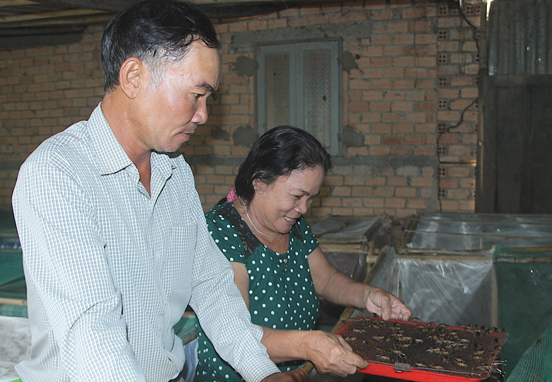 Mô hình Nuôi dế kết hợp chăn nuôi gà của người dân thôn Sơn Thủy mang lại hiệu quả rõ rệt