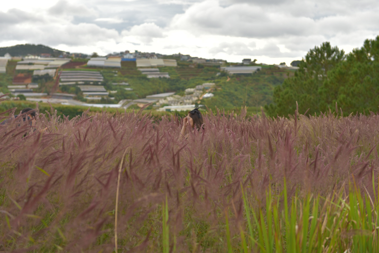 Chính vì vẻ đẹp kỳ ảo, đồi cỏ hồng ở Trại Mát đang là điểm đến được các bạn trẻ khắp nơi lựa chọn làm nơi chụp ảnh lưu giữ vẻ đẹp của tuổi thanh xuân