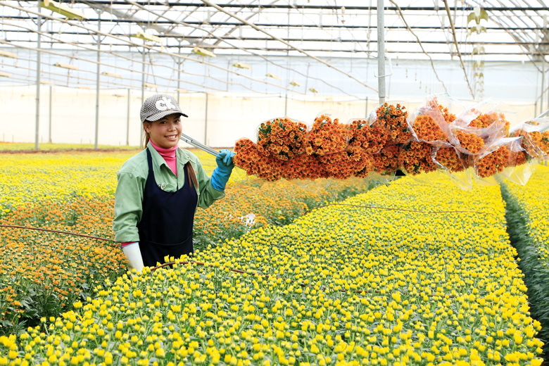 Nhiều loài hoa cao cấp của Công ty TNHH Dalat Hasfarm cũng sẽ khoe sắc dịp này. Ảnh: Ngọc Ngà
