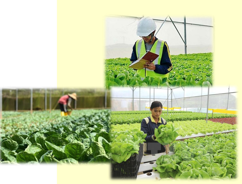 Nghiệm thu đề tài ''Ứng dụng tiến bộ khoa học - kỹ thuật để xây dựng và vận hành chuỗi rau, củ, quả trên địa bàn tỉnh Lâm Đồng''