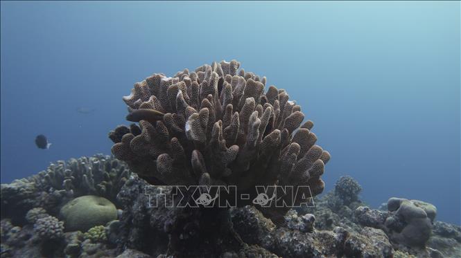Một phần của rạn san hô Great Barrier bị tẩy trắng. Ảnh tư liệu