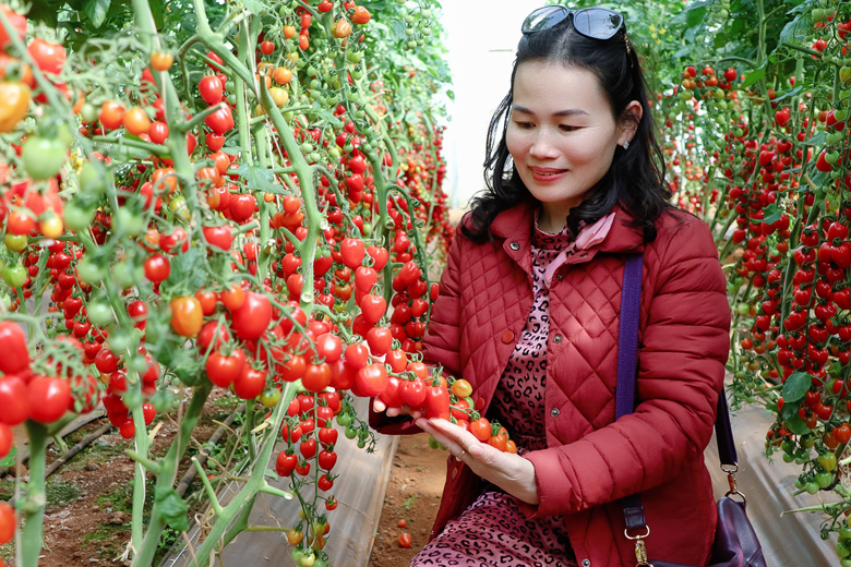 Khách thăm vườn cà chua organic của Công ty Langbiang Farm