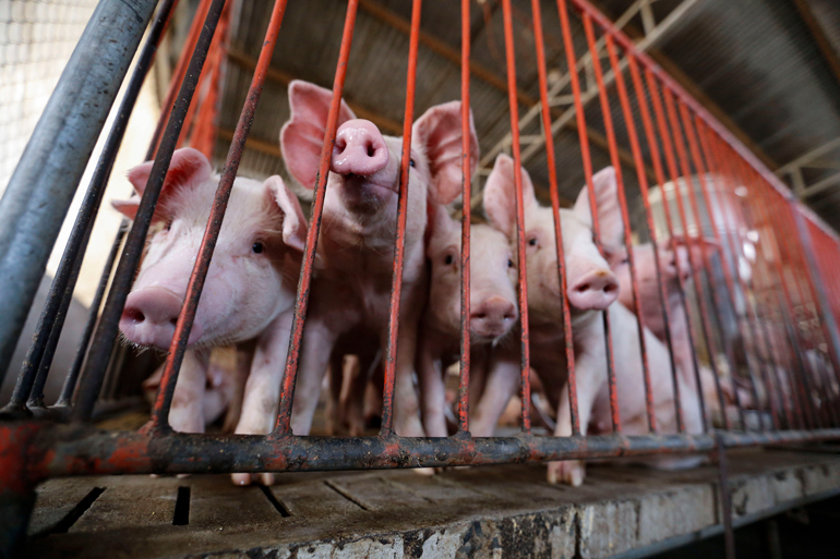Lâm Đồng đang kiểm soát tốt các loại dịch bệch trên đàn lợn. Riêng bệnh dịch tả lợn châu Phi, qua 21 ngày không phát sinh dịch bệnh