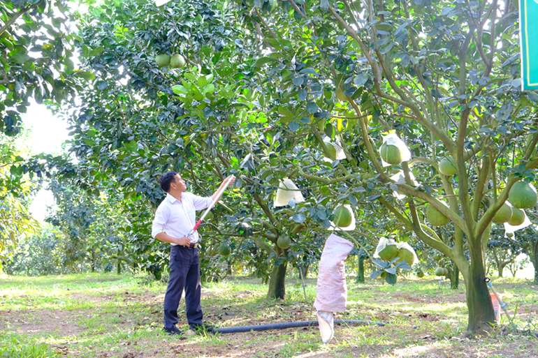 Những vườn cây trái sum suê trĩu quả ở xã Quảng Ngãi