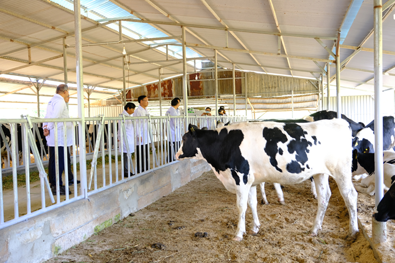 Trong tương lai, huyện Cát Tiên sẽ được quy hoạch và phát triển chăn nuôi bò sữa, áp dụng khoa học kỹ thuật cao