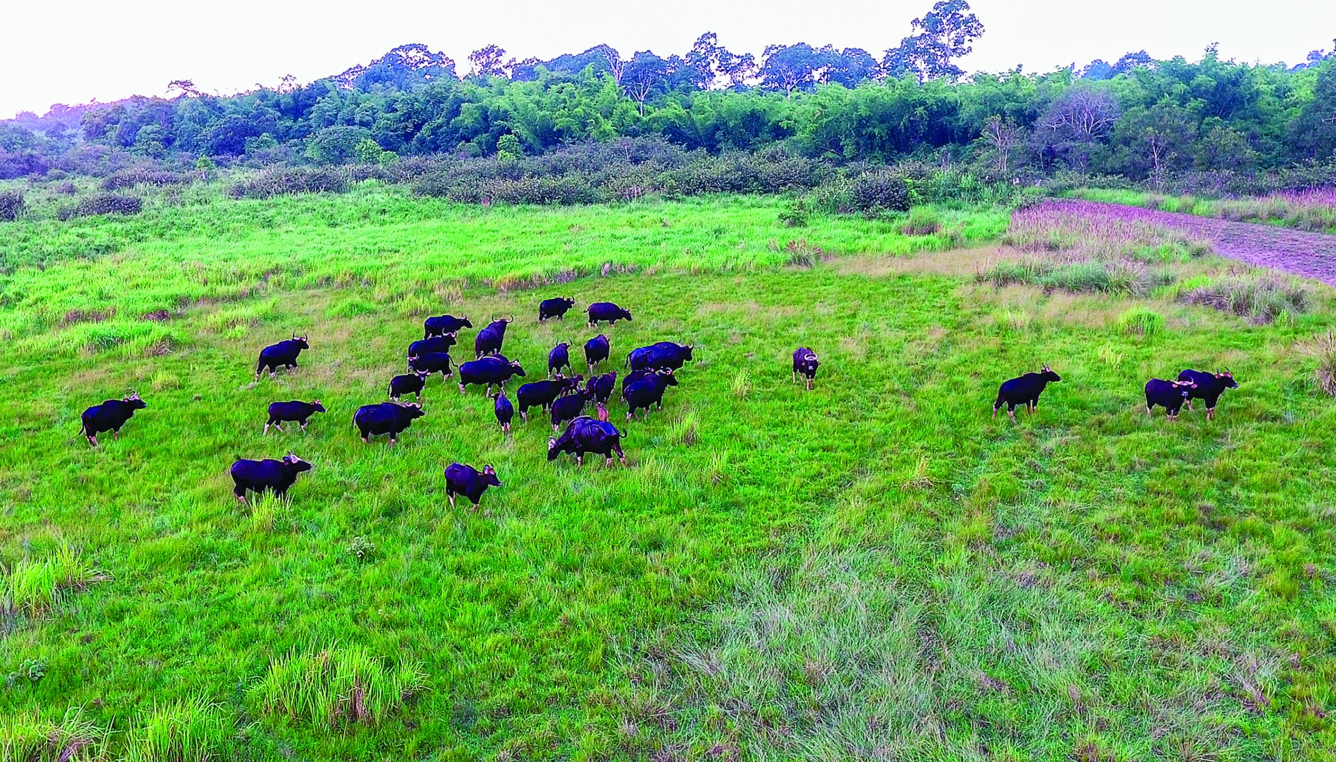 Đàn bò tót tại khu Bầu Sấu VQG Cát Tiên
