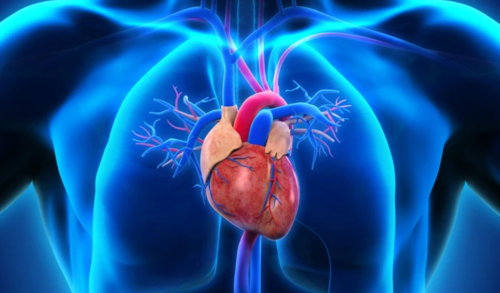 Phát hiện đột biến gene tạo máu liên quan đến nguy cơ mắc bệnh tim