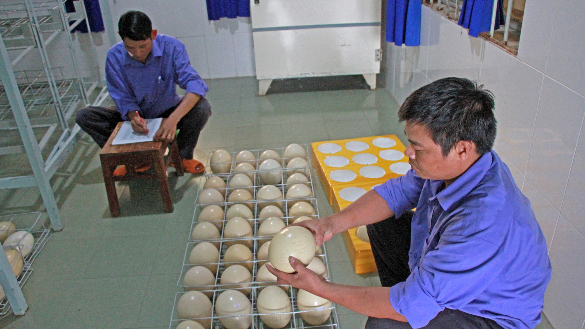 Công nhân phân loại trứng thành 
các loại thương phẩm, trứng giống