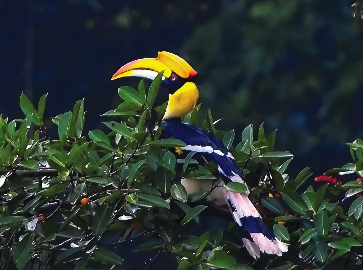 Chim Hồng hoàng, một loài chim quý hiếm được bảo tồn nghiêm ngặt tại VQG Cát Tiên