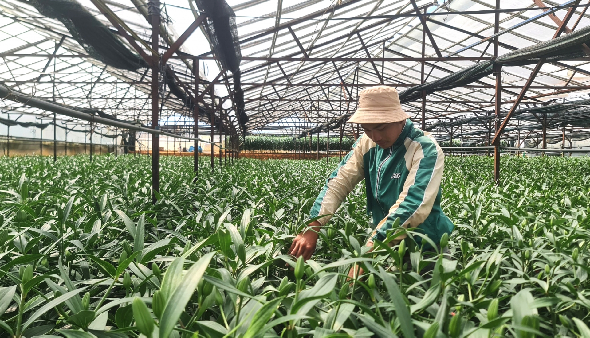 Nông dân Đà Lạt chăm sóc hoa Lyly